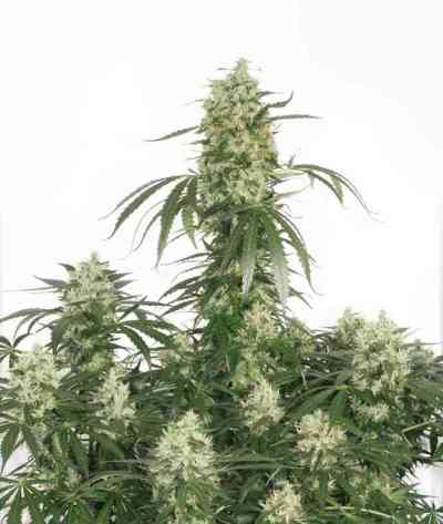 The Ultimate > Dutch Passion | Feminized Marijuana   |  hybrid