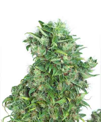 Think Different > Dutch Passion | Autoflowering Hanfsamen  |  Hybrid