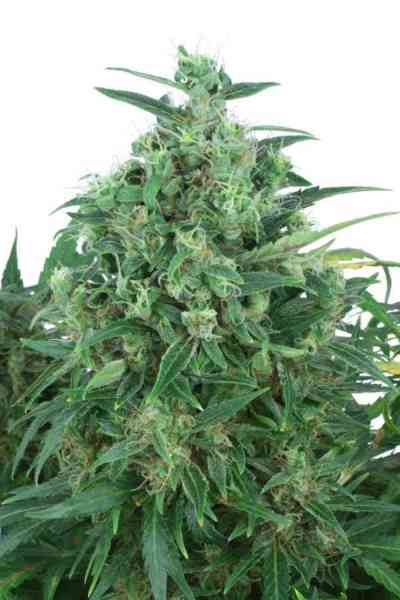 Think Different > Dutch Passion | Autoflowering Cannabis   |  Hybrid