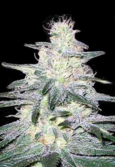 Locomotive > Bulk Seed Bank | Feminized Marijuana   |  hybrid