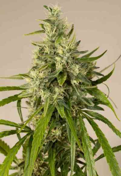 Trainwreck > Humboldt Seed Organization | Feminized Marijuana   |  Sativa