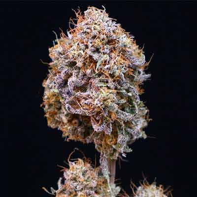 Tropical Zushi > Elev8 Seeds | Feminisierte Hanfsamen  |  Sativa