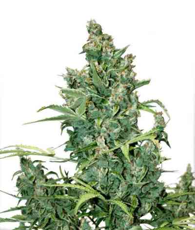 Tundra #2 > Dutch Passion | Autoflowering Cannabis   |  Indica