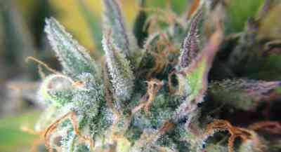 Tundra #2 > Dutch Passion | Autoflowering Cannabis   |  Indica
