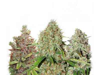 USA Autoflower Mix Samen > Dutch Passion | Autoflowering Hanfsamen  |  Hybrid