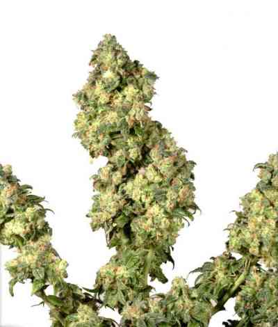 Ultra Skunk > Dutch Passion | Feminized Marijuana   |  hybrid