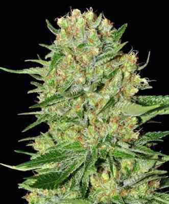 Veneno Samen > Eva Female Seeds | Feminisierte Hanfsamen  |  Indica