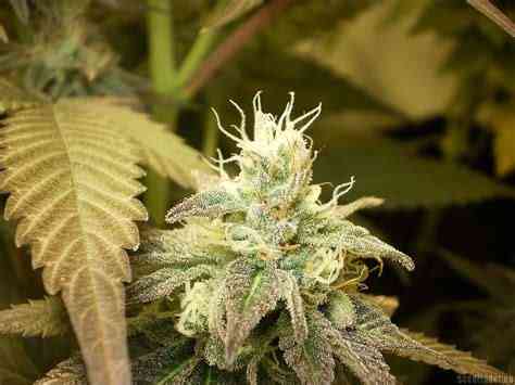 White K.C. > KC Brains | Feminized Marijuana   |  Indica