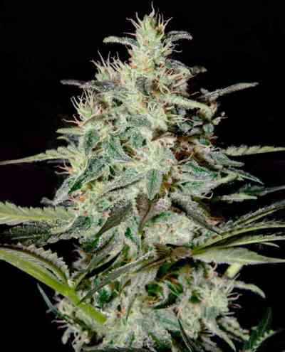 White Lemon > Strain Hunters Seed Bank | Graines Féminisées  |  Hybride