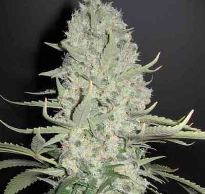 White Widow Samen > Female Seeds | Feminisierte Hanfsamen  |  Hybrid