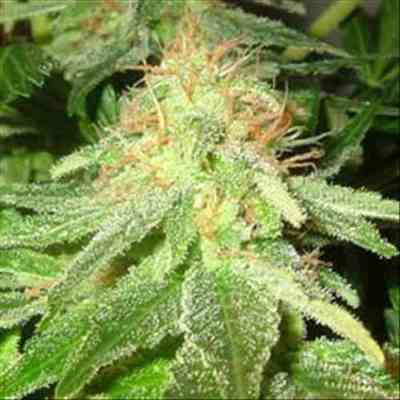 White Widow Samen > Homegrown Fantaseeds | Feminisierte Hanfsamen  |  Sativa