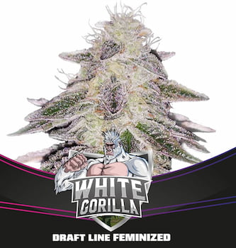 White Gorilla graines > BSF Seeds | Graines Féminisées  |  Indica