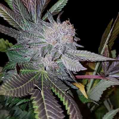 White Strawberries Samen > G13 Labs | Feminisierte Hanfsamen  |  Hybrid