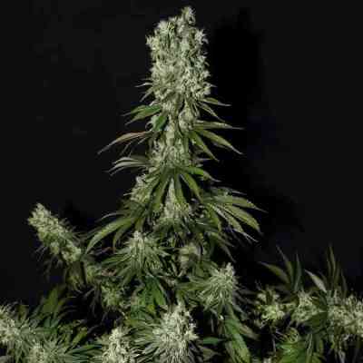White Strawberry Skunk > Strain Hunters Seed Bank | Graines Féminisées  |  Hybride