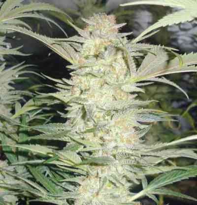 White Widow > Dutch Passion | Semillas feminizadas  |  Híbrido