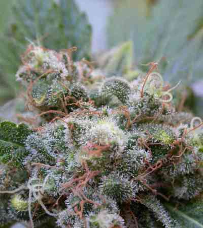 White Widow > Dutch Passion | Feminisierte Hanfsamen  |  Hybrid