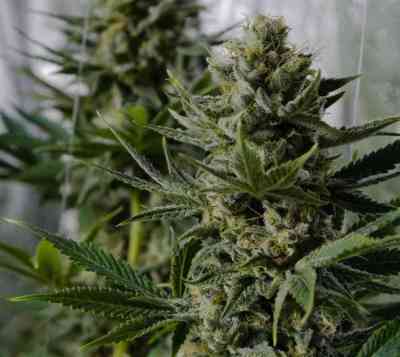 White Widow > Dutch Passion | Feminisierte Hanfsamen  |  Hybrid