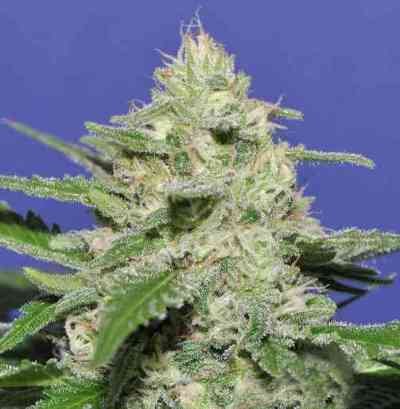 Widow Bomb > Bomb Seeds | Feminisierte Hanfsamen  |  Hybrid