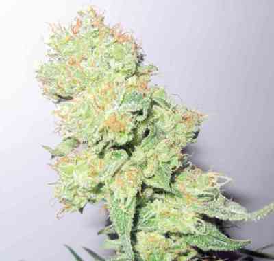 Y Griega CBD > Medical Seeds Co. | Feminisierte Hanfsamen  |  Sativa