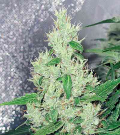 Y Griega > Medical Seeds Co. | Feminized Marijuana   |  Sativa