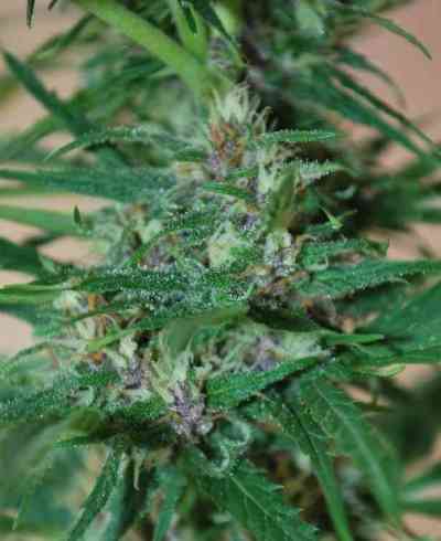 Zamaldelica > ACE Seeds | Graines Féminisées  |  Sativa