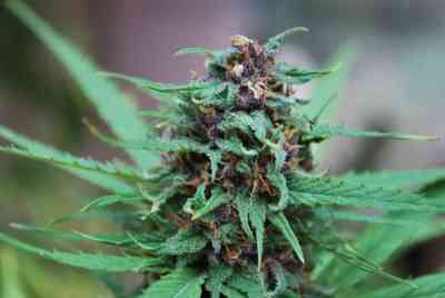 Zamaldelica > ACE Seeds | Feminized Marijuana   |  Sativa