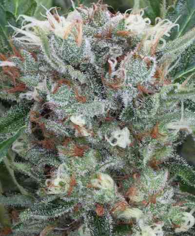 Zensation Seed > Ministry of Cannabis | Feminized Marijuana   |  Indica