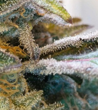 Zilk Road > Grounded Genetics | Feminisierte Hanfsamen  |  Hybrid