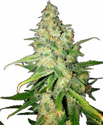 Zkittlez > Linda Seeds | Graines Féminisées  |  Indica