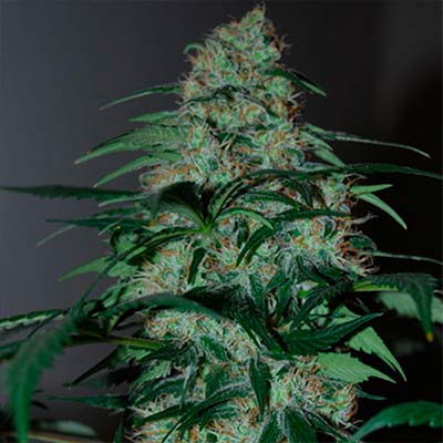 Zlushi > Empire Seeds | Feminized Cannabis   |  Indica