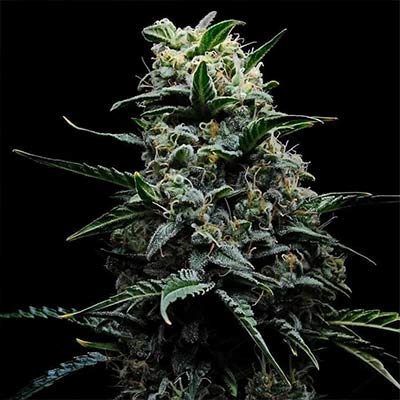 Zoinsk > Empire Seeds | Feminized Cannabis   |  Indica