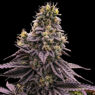 Zombie Bride > Ripper Seeds | Cannabis seeds recommendations  |  TOP 10 Feminized