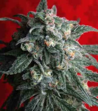 A-Train > T.H. Seeds | Feminisierte Hanfsamen  |  Hybrid