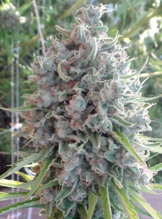 A5 Killer Haze > Ace Seeds | Cannabis seeds recommendations  |  TOP 10 sativa strains