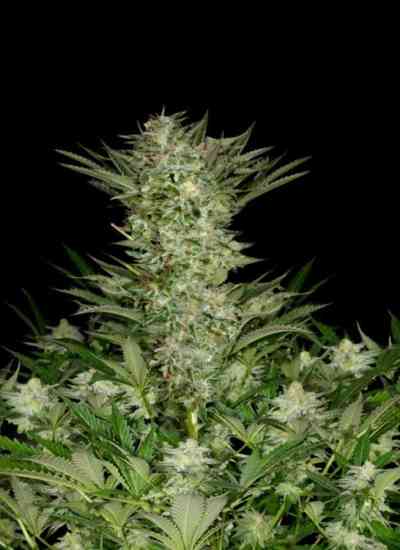 Absolute Herer > Absolute Cannabis Seeds