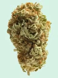 AC DC Cookies CBD+ > CBD+ Buds | CBD cannabis seeds  |  Indica