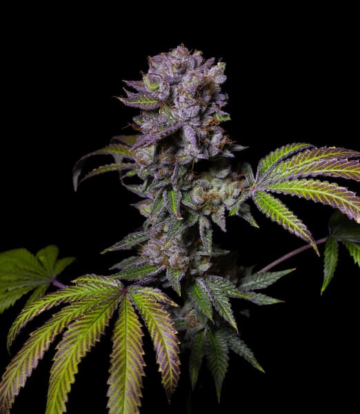 Aca-Dos Delight Seed > Pure Instinto | Feminized Cannabis   |  Hybrid