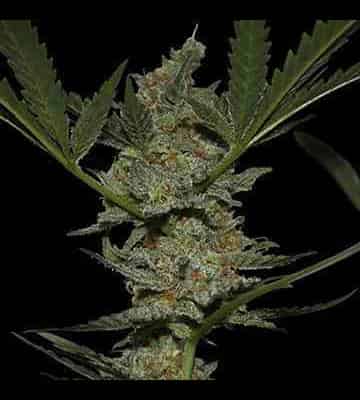 Acapulco Gold > Barney`s Farm | Cannabis seeds recommendations  |  TOP 10 sativa strains