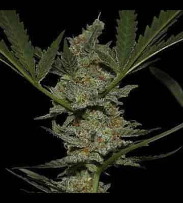 Acapulco Gold > Barney`s Farm