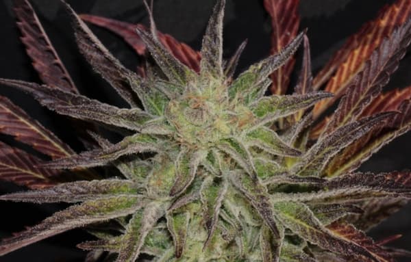 Accord Seed > Mamiko Seeds | Feminized Cannabis   |  Sativa