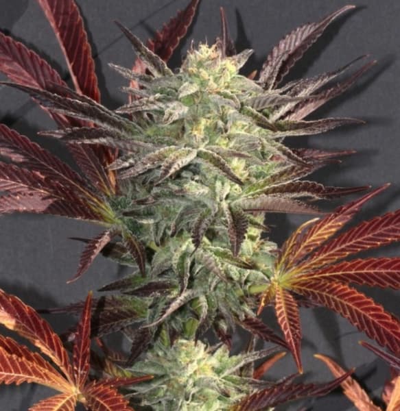 Accord Seed > Mamiko Seeds | Feminized Cannabis   |  Sativa