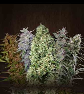 Ace mix > ACE Seeds | Feminisierte Hanfsamen  |  Hybrid