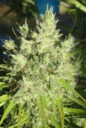 A5 Killer Haze > Ace Seeds | Hanfsamen Empfehlungen  |  TOP 10 Sativa Cannabis-Sorten