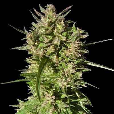 Honduras Breeze > ACE Seeds | Semillas feminizadas  |  Sativa