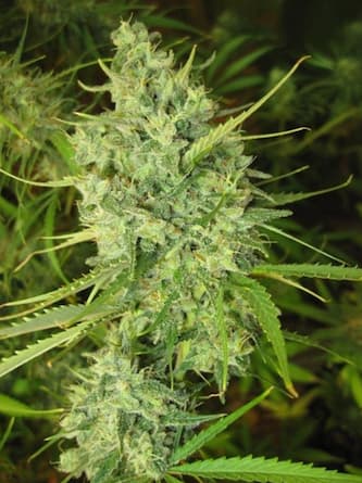 Malawi > ACE Seeds