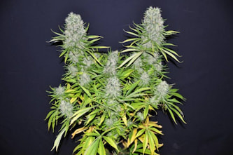 Malawi > ACE Seeds | Cannabis seeds recommendations  |  TOP 10 sativa strains