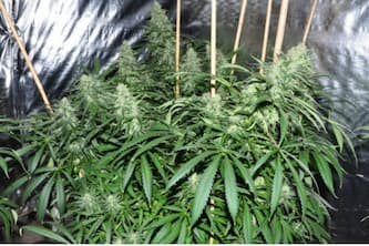 Malawi > ACE Seeds | Cannabis seeds recommendations  |  TOP 10 sativa strains