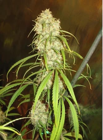 Malawi > ACE Seeds | NUESTRAS RECOMENDACIONES DE SEMILLAS DE MARIHUANA  |  TOP 10 semillas sativas