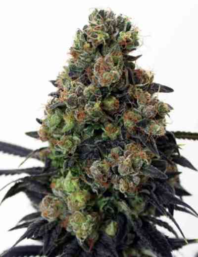 Acid Dough > Ripper Seeds | Semillas feminizadas  |  Sativa