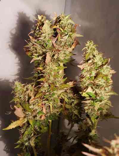 Acid > Paradise Seeds | Feminized Marijuana   |  Sativa